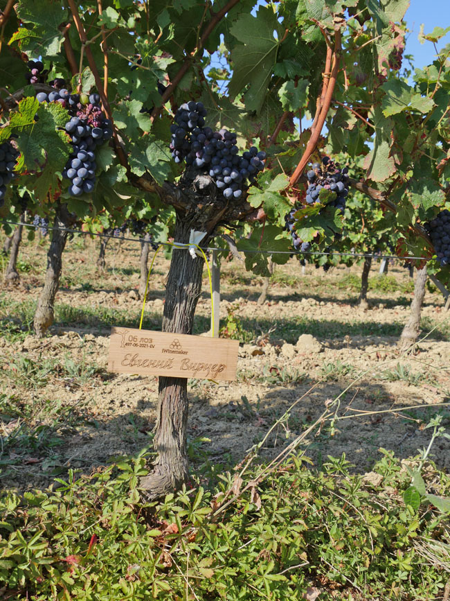 Виноградник на урожай